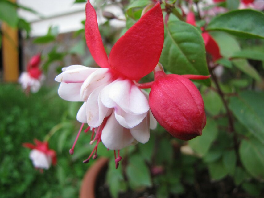 test podujatia